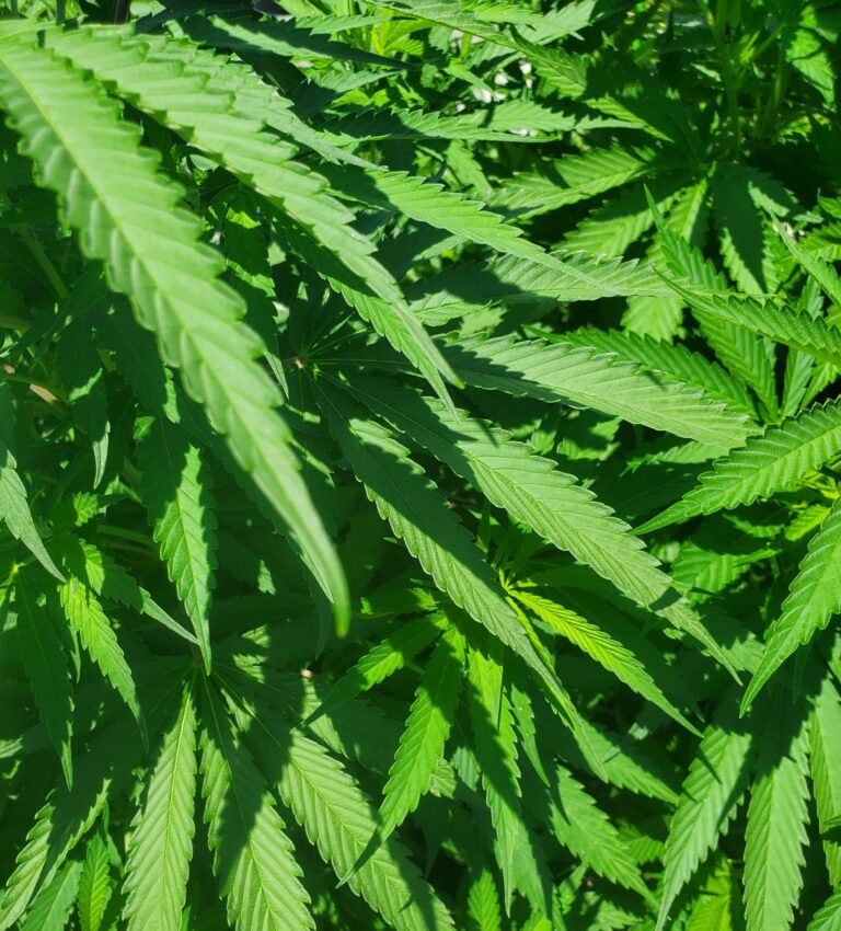 cannabiskarma 768x850 1
